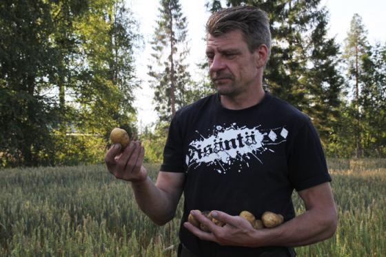 Pienen tilan peruna kulkee tuottajalta suoraan kuluttajalle