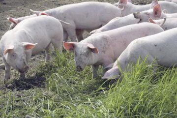 Ulkopossuillekin maistuu omatekoinen ruoka