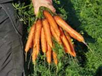 Porkkanan_viljely_nippu