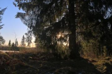 Luonnonmuistomerkki