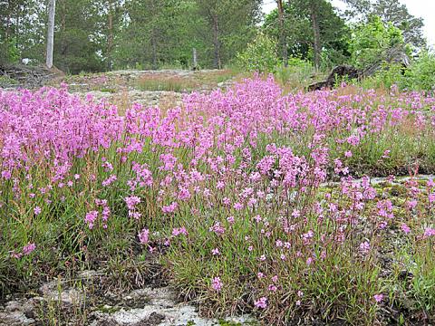 Tervakukka kukoistaa Urjalankylässä