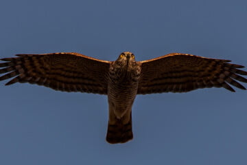 Varpushaukka_Accipiter nisus_Eurasian Sparrowhawk kuva olavi arvo kangas jpg