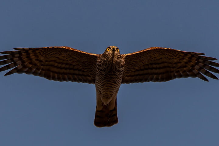 Varpushaukka_Accipiter nisus_Eurasian Sparrowhawk kuva olavi arvo kangas jpg