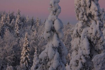 luontojuttu talvi cJorma Nummela 1.1