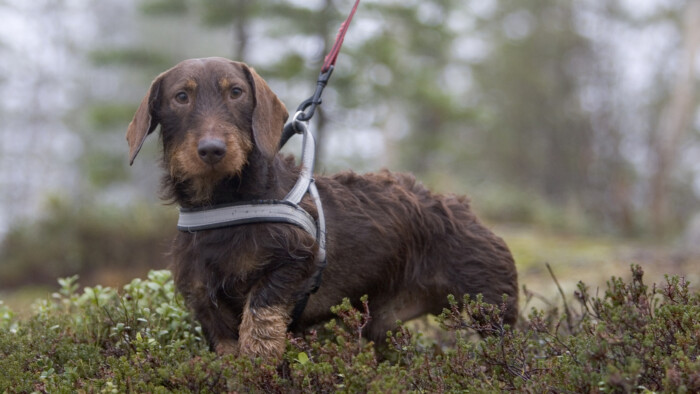 karkeakarvainen mäyräkoira, Suomussalmi, marraskuu