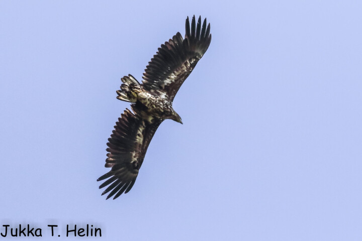 Merikotka Tampere Iidesjärvi cJukka T Helin birdlife