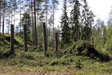 toteemipuut
