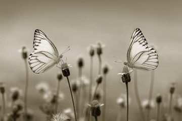 butterflies_sepia