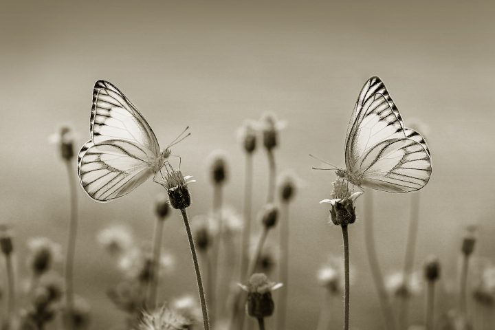 butterflies_sepia
