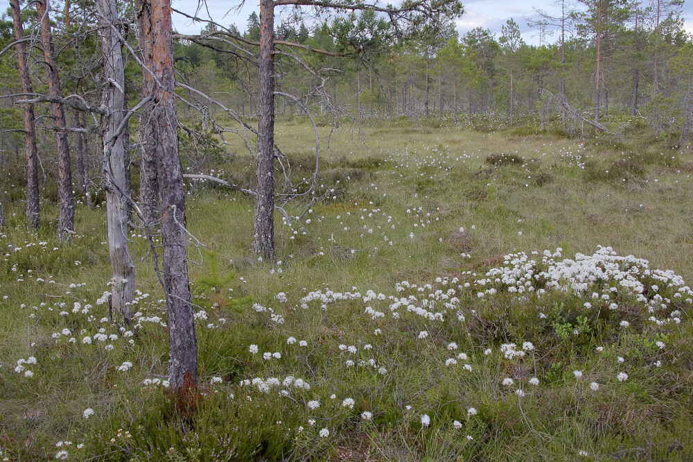 Suopursu, Sarkasuo