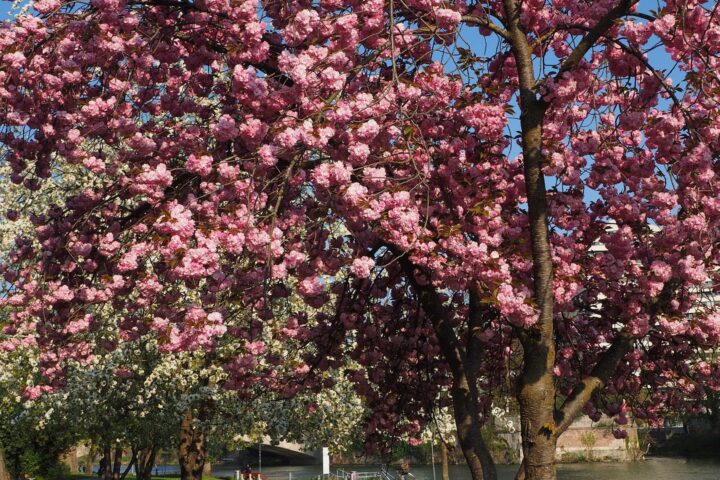 cherry-blossom-g494097c86_1920