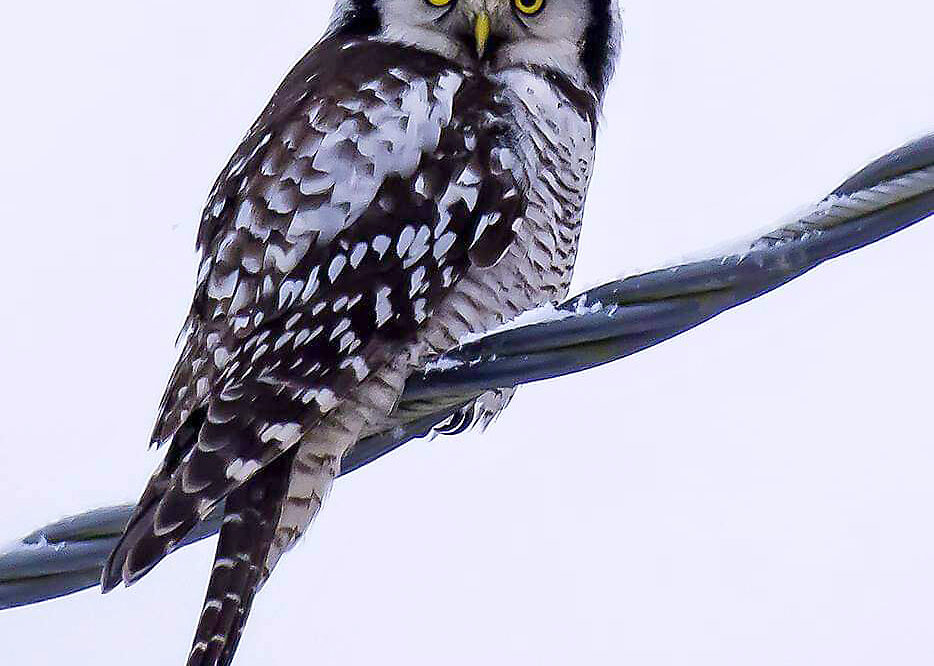 hiiripollo_Olavi Kangas