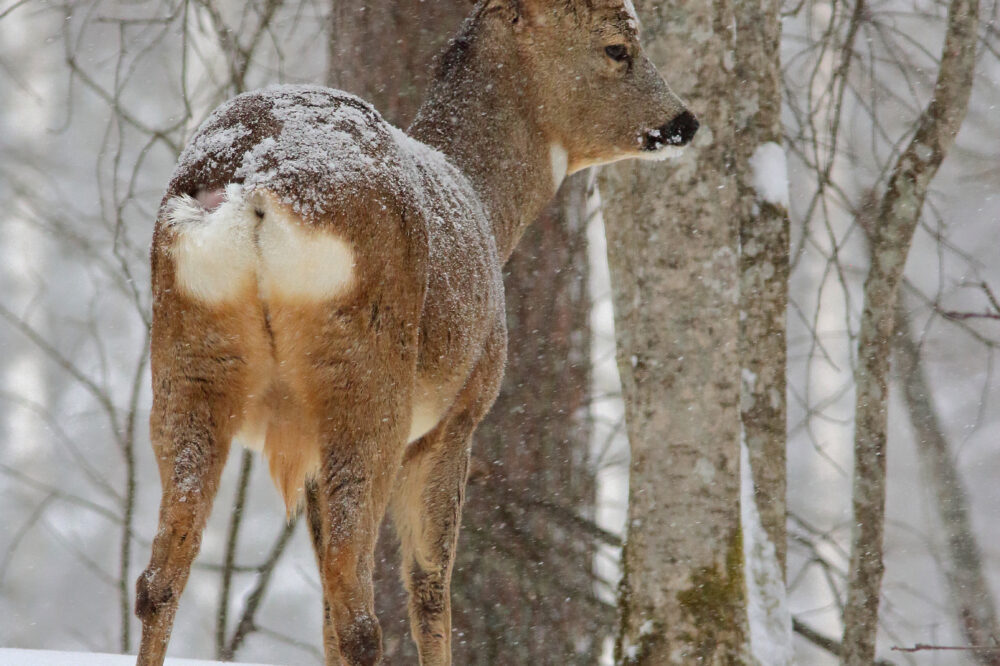 luonto metsakaurispukki_Jorma Nummela