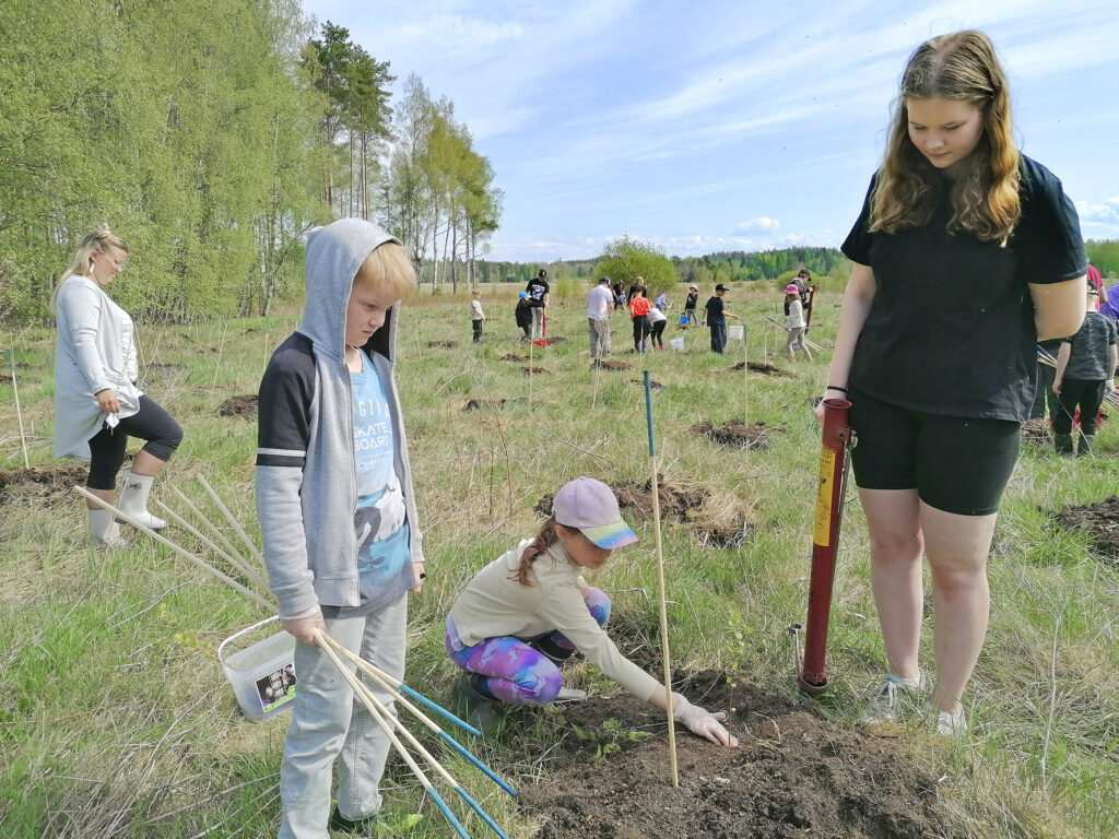 Kakkosluokkalaiset Lari Pirttimäki ja Siiri Sivonen istuttivat rauduskoivun taimia kasiluokkalaisen Anni Mäkelän istutuspotilla tekemiin reikiin.