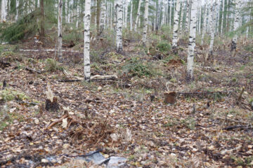 METSÄRAIVIOuusi