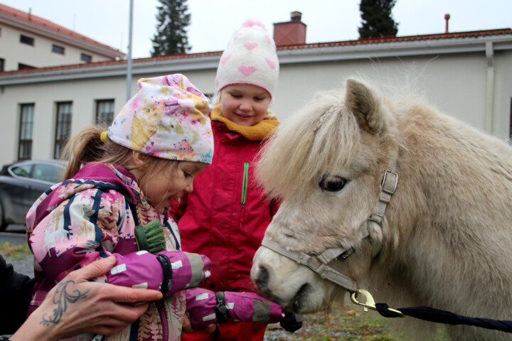 kummihevonen Prisilla, Beata_HI