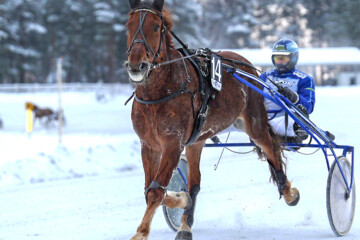 Pate Pollea Jarmo Saarela_Rauli Ala-Karvia