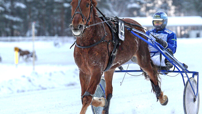 Pate Pollea Jarmo Saarela_Rauli Ala-Karvia