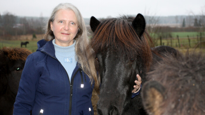 Islanninhevoset_Koivunen 1