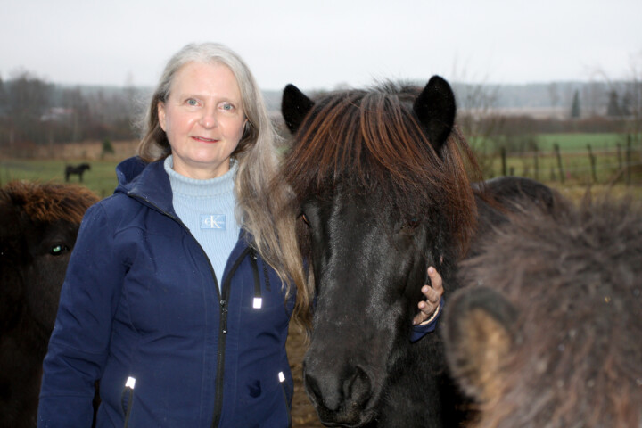 Islanninhevoset_Koivunen 1