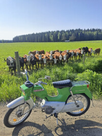 KUVAKISAjarisaarinen