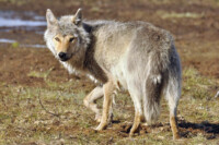 Susi_Mari Tikkunen:Suomen Riistakeskus