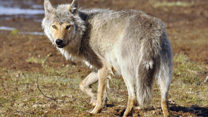 Susi_Mari Tikkunen:Suomen Riistakeskus