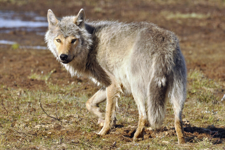 Susi_Mari Tikkunen:Suomen Riistakeskus