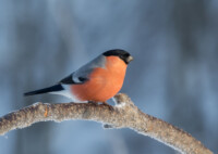 pb-punatulkku_petri-vainio