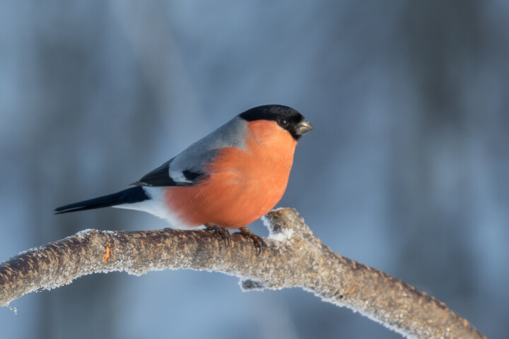 pb-punatulkku_petri-vainio