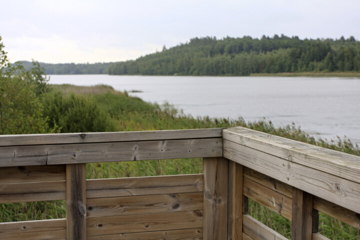 Lintutorni_Maiju Viitanen